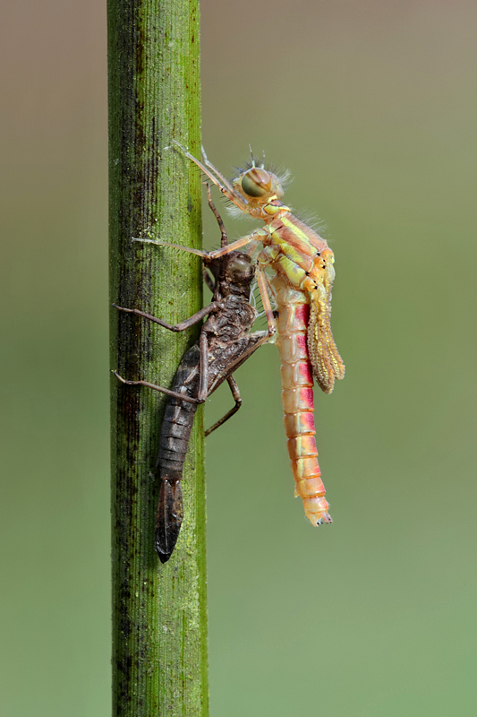 Large Red Damselfly newly emerged